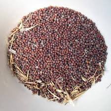 Turnip Seeds